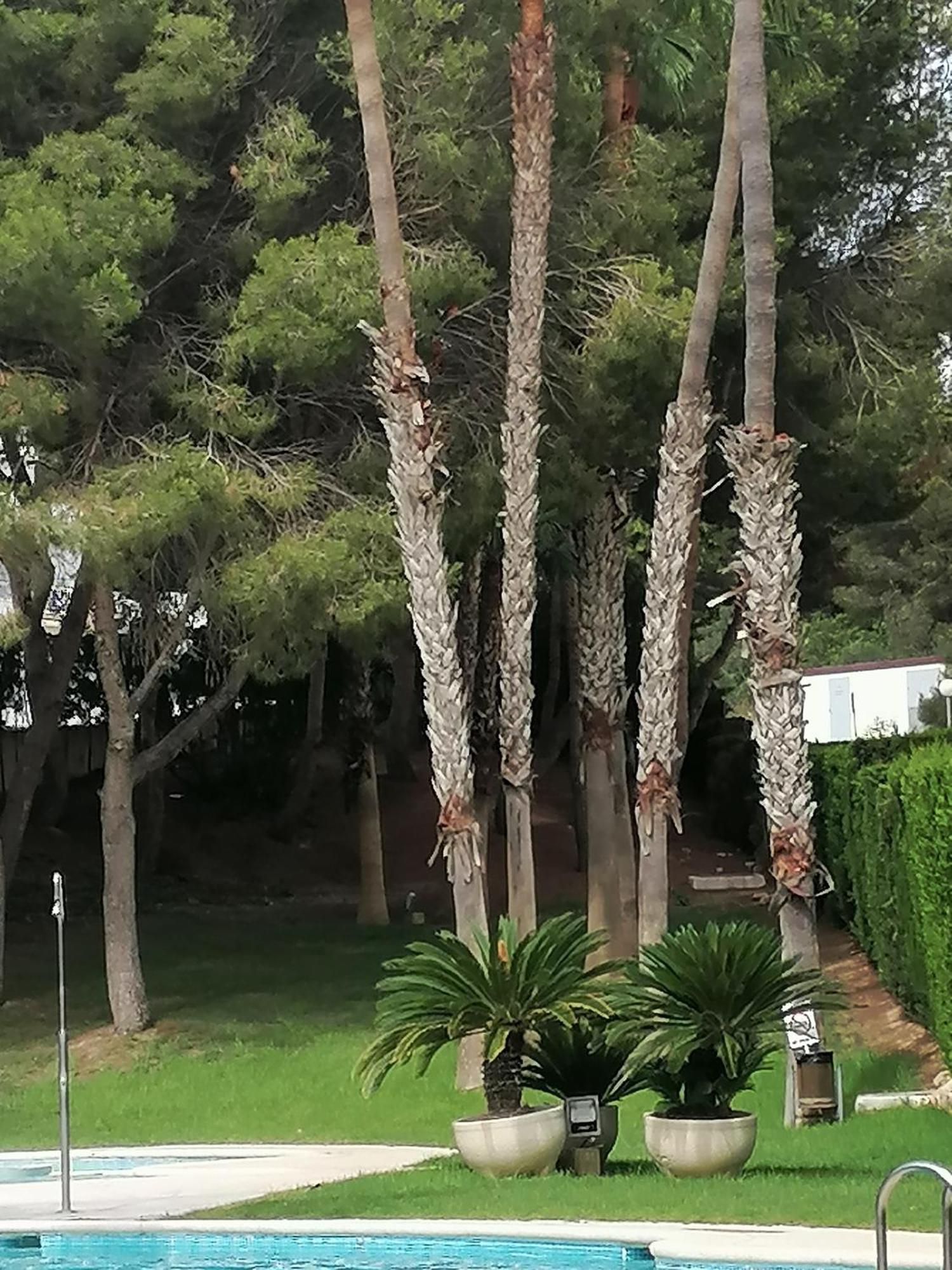 Campoamor Seaview 외부 사진